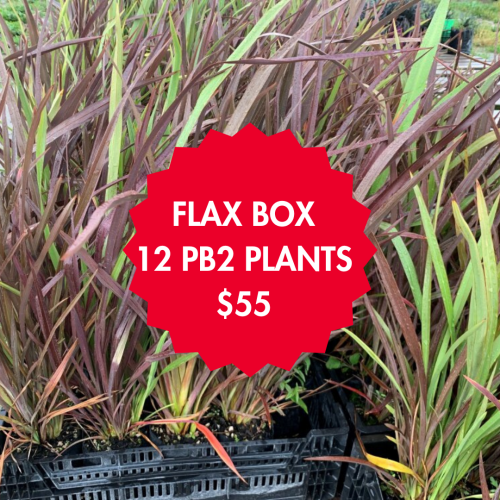 Flax 12 Plants Box